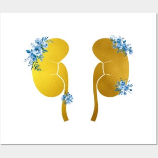 The Kidneys anatomy Posters and Art